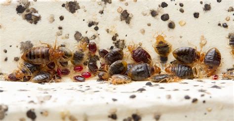 Bed Bug Histamines Are Substantial Persistent In Infested Homes