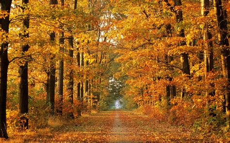 Осень природа осенние осенняя пора деревья лес дорога красивые