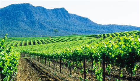 Best Wine Region Hunter Valley Nsw Australian Traveller