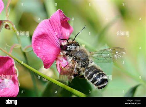 Leaf Cutting Bee On Sweet Pea Flower Northern Vosges France Stock Photo