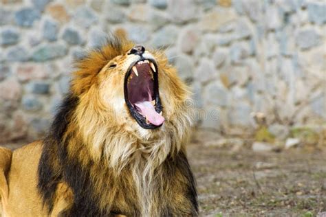 Beautiful Mighty Lion Stock Image Image Of Angry Majestic 156044615