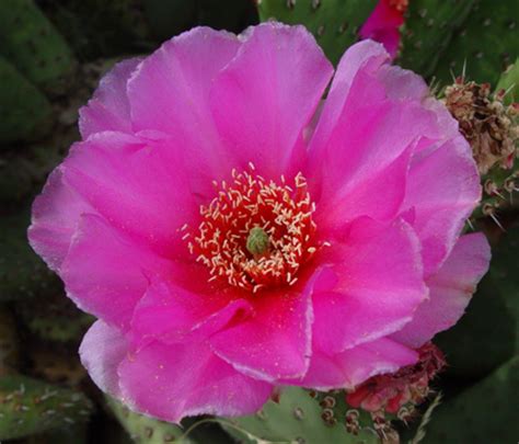 You may also light a candle in honor of luis abrego pedro or send a beautiful flower arrangement to the funeral service. Kayenta, Utah: Summer Flowers - Kayenta Utah