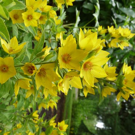 I should have names this post Name this Yellow Flower ...