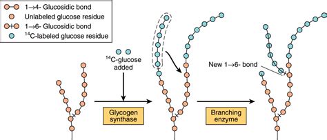 Metabolism Of Glycogen Basicmedical Key