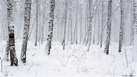 Snowstorm In The Forest Winter Blizzard Sounds For Sleep And Relaxation