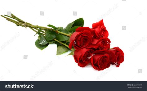Red Rose Bouquet Isolated On White Stock Photo 566090017 Shutterstock