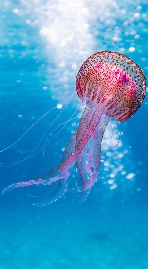 Picture Of A Beautiful Jellyfish Beautiful Sea Creatures