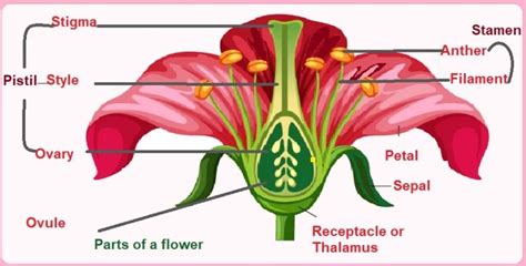 The Flower Pcsstudies Biology