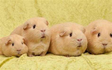 Cute Guinea Pigs Wallpapers Wallpaper Cave