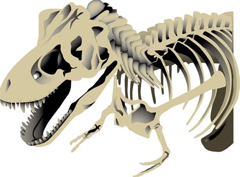 Esqueleto Dinossauro Png Tiranossauro Png Páginal Inicial