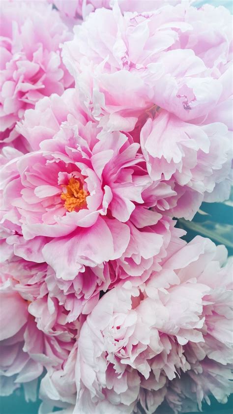 Support us by sharing the content, upvoting wallpapers on the page or sending your own. Pin by Danielle Herbertson on Nature | Pink flowers ...
