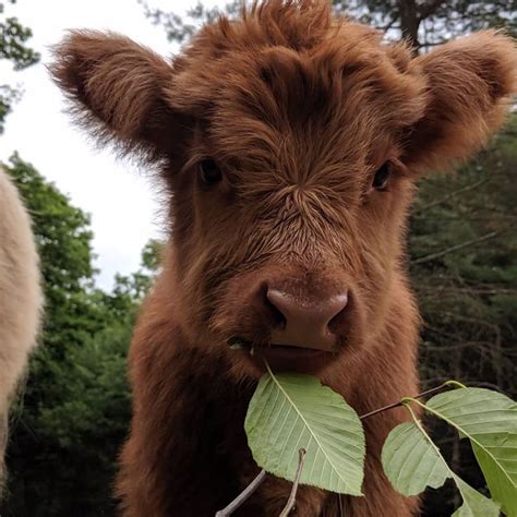 What A Fluffy Little Cow Fluffy Cows Cute Baby Cow Baby Animals