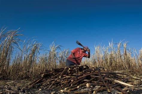 Sugar Production Gains Traction As Jamaica Guyana Lead The Way