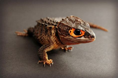 17 Pets You Can Legally Own That Look Like Dragons