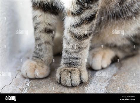 Close Up Of The Paws Of A Sitting Tabby Cat Stock Photo Alamy