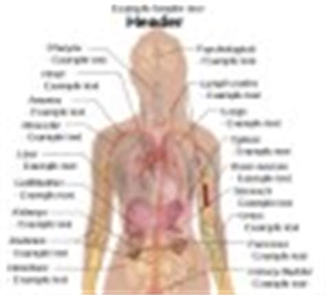 Human body female body shape diagram drawing template, body human, template, white, face png. Human Body Pictures, Anatomy Diagrams, Free Science Images ...