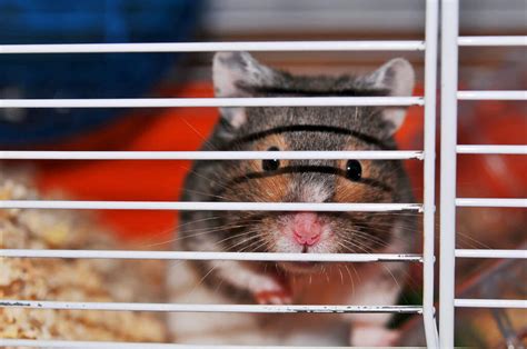 Choosing Hamster Cages And Modular House Habitats