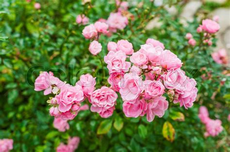Small Pink Roses Outdoors Stock Image Colourbox