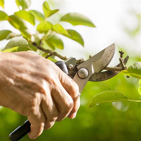 Proper Tree Pruning Techniques Elite Tree Care