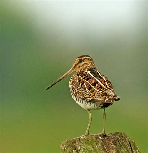 The rostratulidae, more commonly known as painted snipes, are genetically distinct from these snipes. Hedgeland Tales: Common Snipe