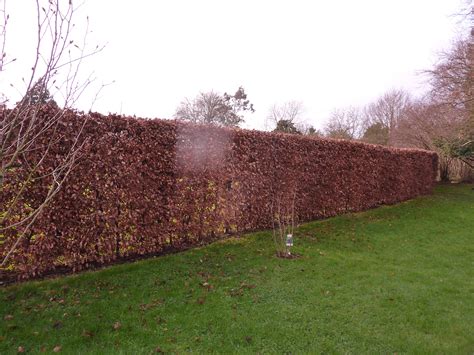 Beech Hedging Planted In Hampshire Practicality Brown
