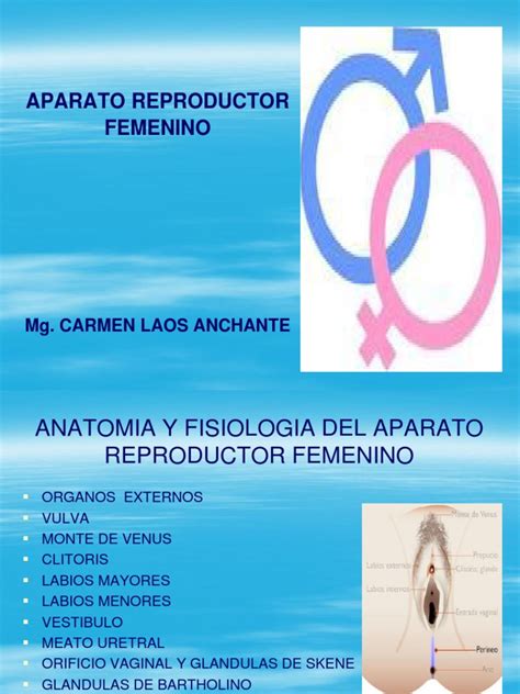 Anatomia Y Fisiologia Del Aparato Reproductor Femenino Ciclo