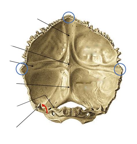 Os Occipitale Facies Interna Diagram Quizlet
