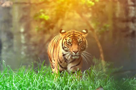 Bengal Tiger Prowling Through Its Natural With Afternoon Golden