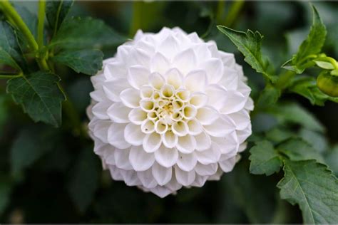 Dahlia Flower Meaning And Symbolism Flower Glossary