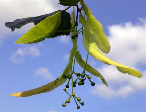 Common Lime Tilia X Europaea Pamela Ann Flickr