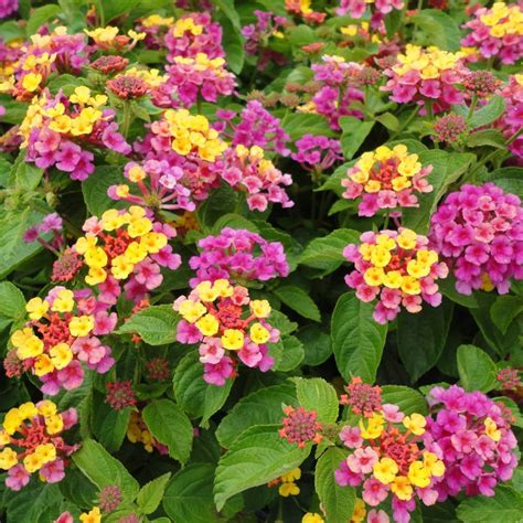 Lantana begins blooming shortly after planting and reaches its mature size within 8 weeks. Sparkler Lantana Plants for Sale | Free Shipping