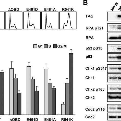 Effects Of Mutation Of Jcv Tag On The Induction Of G 2 Arrest A Flow