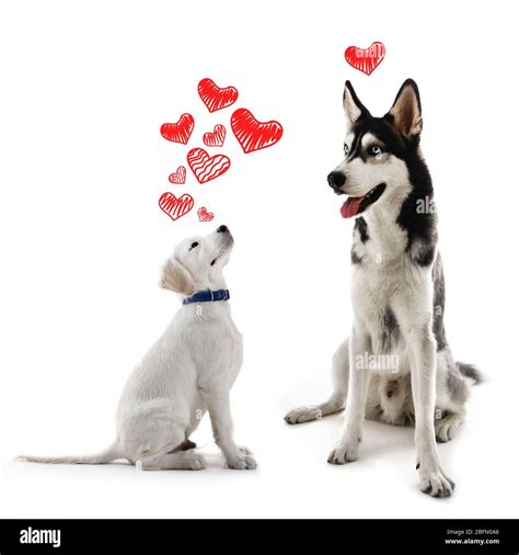 Two Dogs Together Isolated On White Stock Photo Alamy
