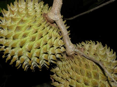 Cabezo Árboles De Minatitlán Colima · Naturalista Mexico