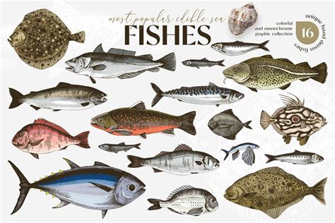 Edible Sea Fish Pictures