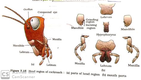 Cockroach Morphology Anatomy Excretory System Circulatory System And Respiratory System