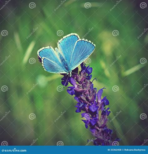 Blue Butterfly On Flower Stock Photo Image Of Petal 33362458
