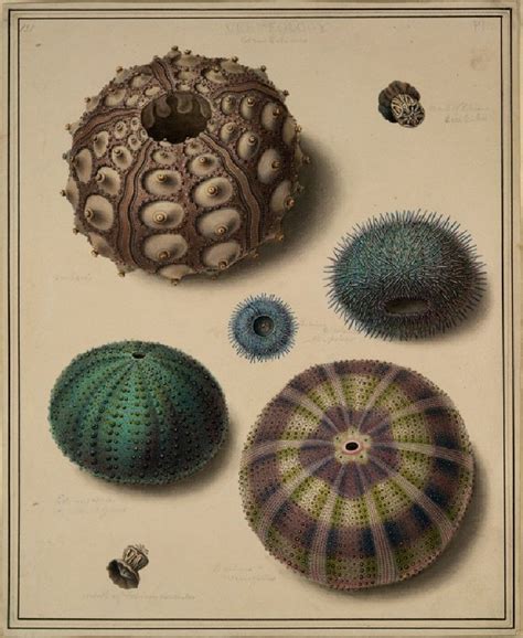 Sea Urchins Edward Donovan Before 1837 Artistmaker Edward Donovan