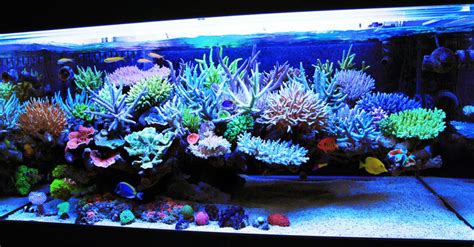E marco 400 aquascaping mortar complete kit pink. How to Aquascape Live Rock