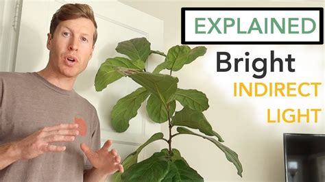 What Is Bright Indirect Light Youtube