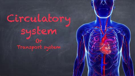 Circulatory System Youtube