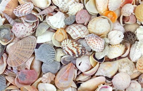 Small Seashells Stock Photo Image Of Colorful Fluted 20257622