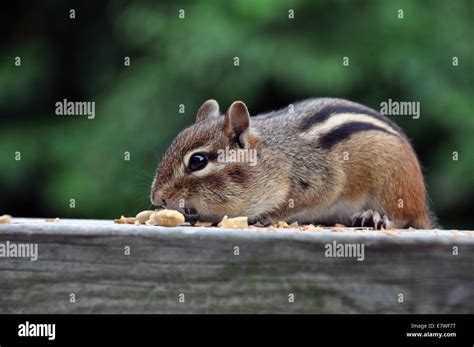 Chipmunk Eating Nuts On A Deck Stock Photo Alamy