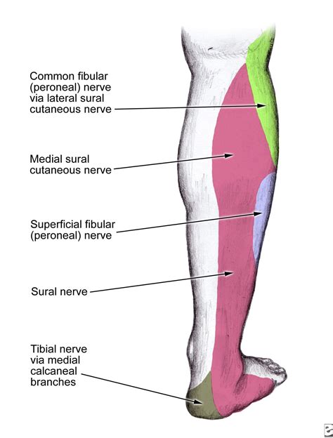 Sural Nerve Function Pivotal Motion Physiotherapy