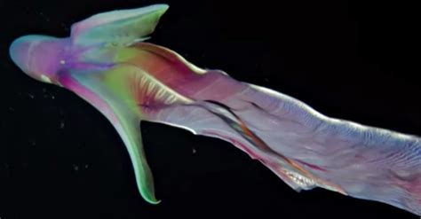 Two Rare Rainbow Colored Octopuses Spotted Off The Coast Of The