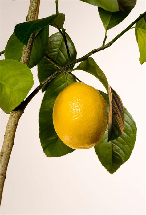 Meyer Lemon Growing: Tips On Caring For A Meyer Lemon Tree