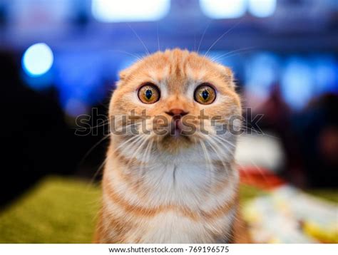Cute Shocked Cat Surprised Emotions Scottish Stock Photo Edit Now