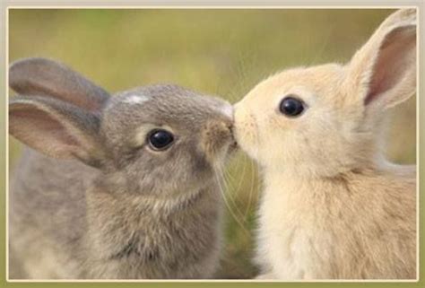 Kissing Bunnies Beautiful Rabbit Fallow Deer Bunny Art Cool