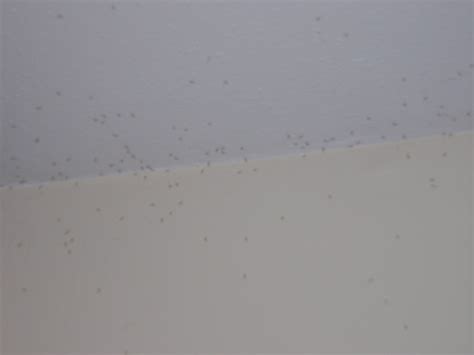 What Are The Black Bugs On My Ceiling