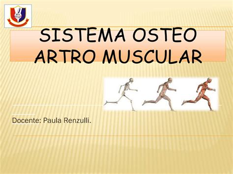 Solution Sistema Osteo Artro Muscular Clase 3